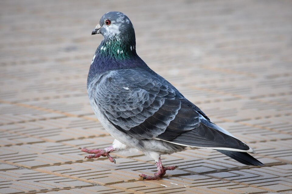 pigeon