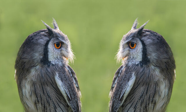 two owls looking at each other