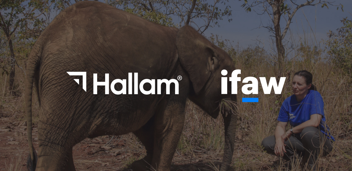 Hallam x ifaw