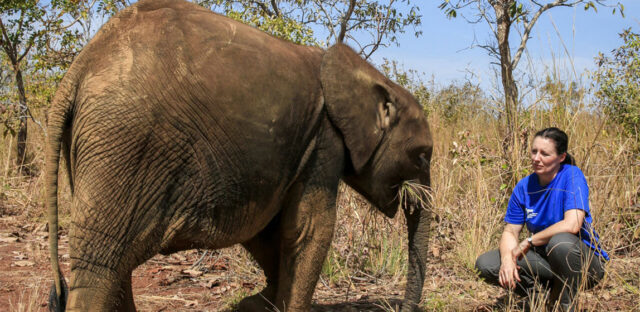 ifaw elephant