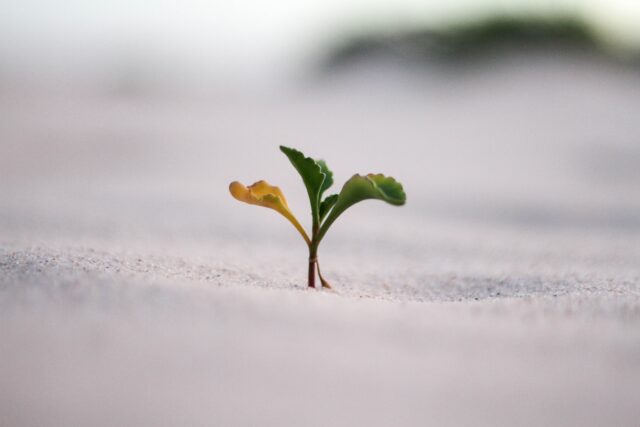 three leaves on a little plant sprout