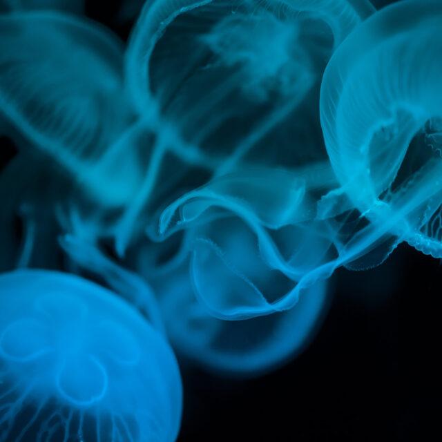 Deep sea