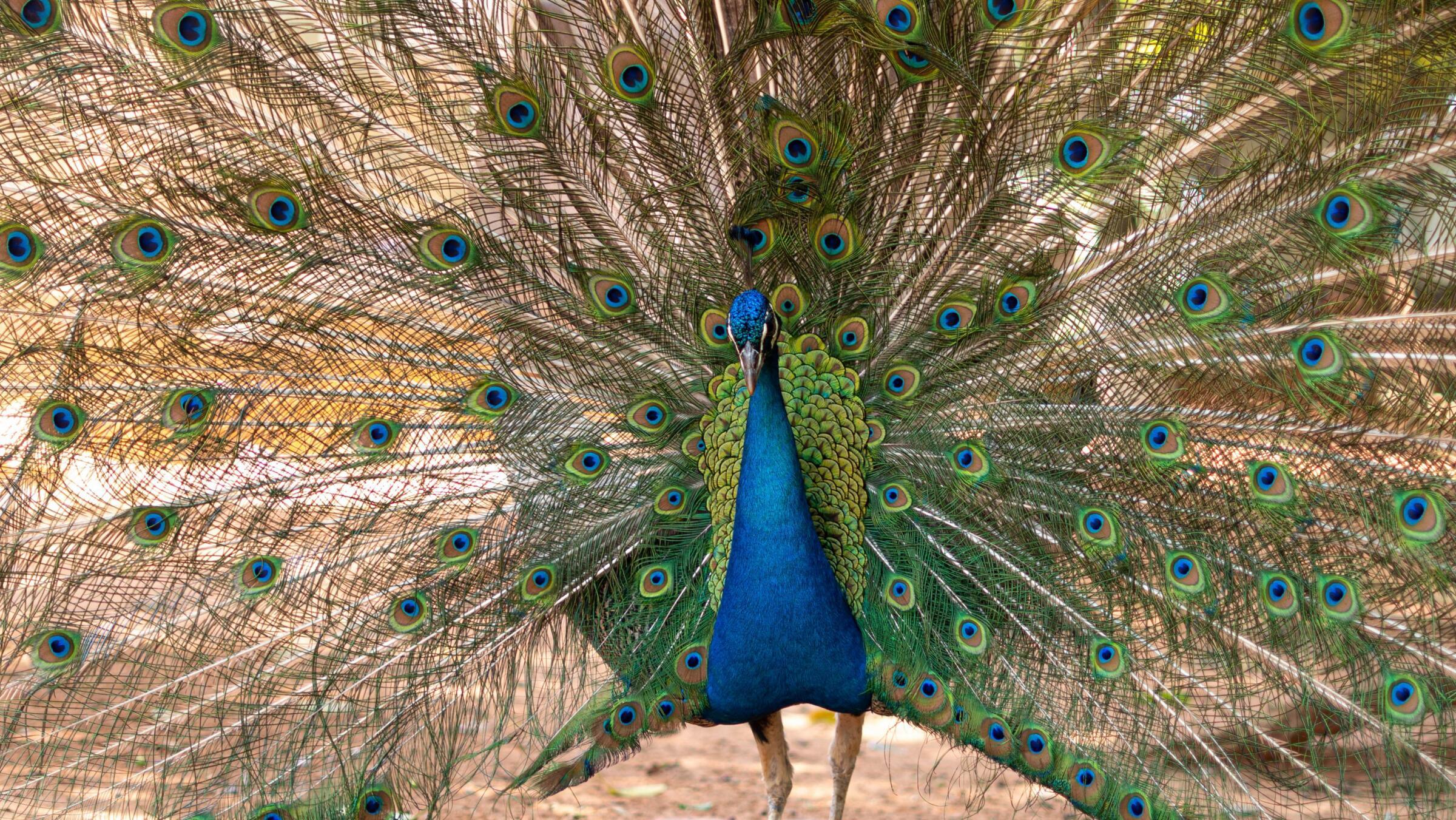 peacock